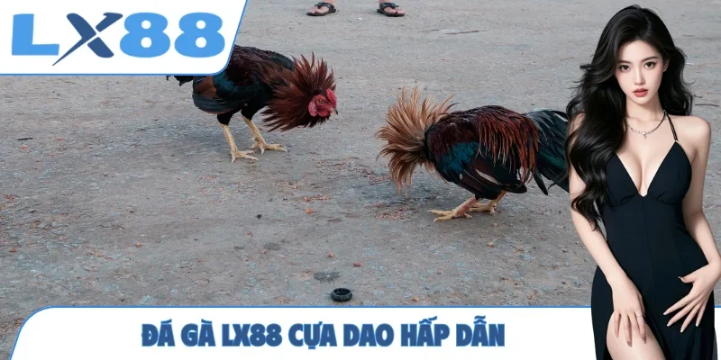 Đá gà LX88 cựa dao hấp dẫn