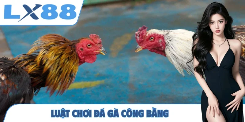 Luật chơi đá gà công bằng